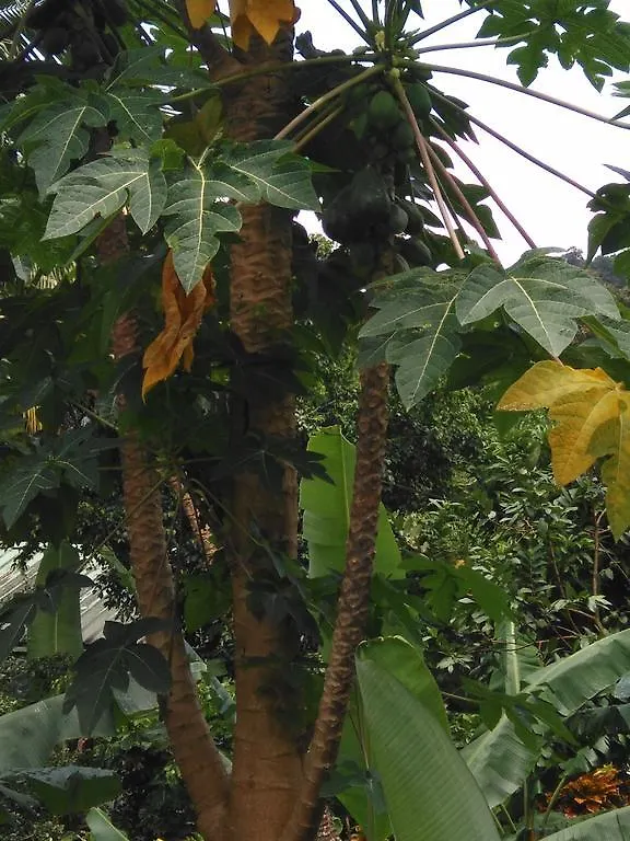Anthurium Apartment Roseau