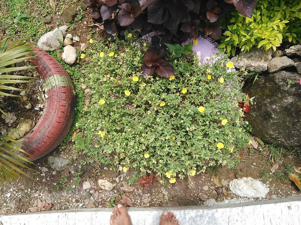 Anthurium Apartment Roseau