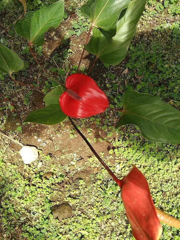 Anthurium Apartment Roseau 0*,  Dominica