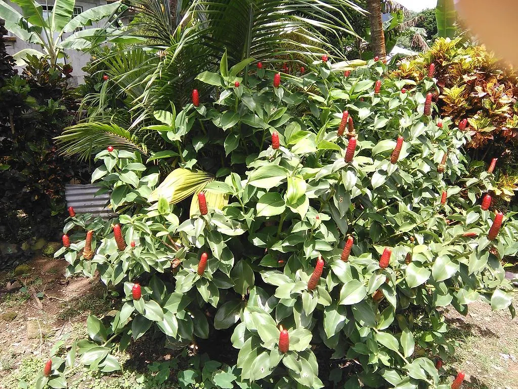 Anthurium Apartment Roseau