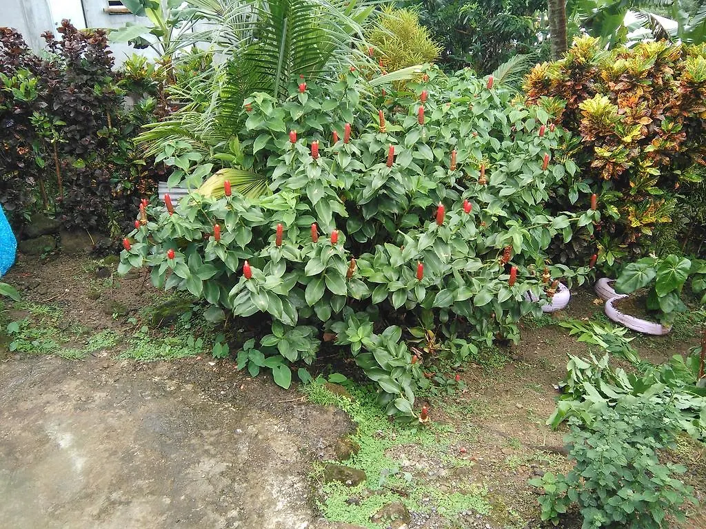 Anthurium Apartment Roseau Dominica