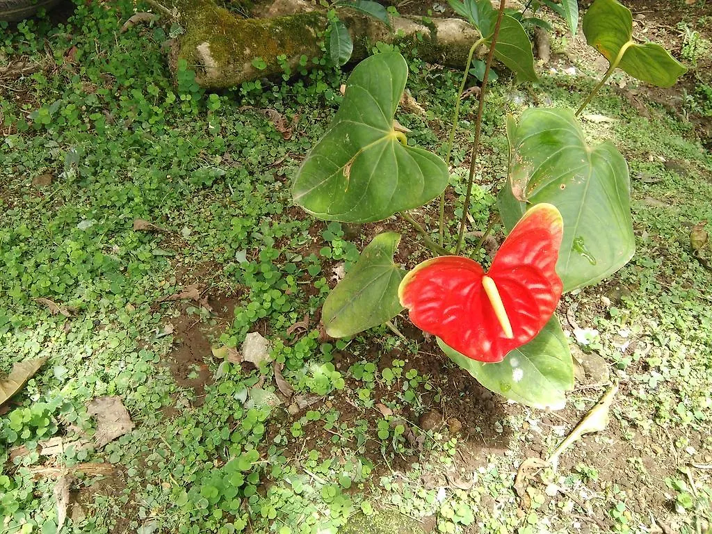 Anthurium Apartment Roseau